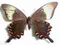 Papilio dehaanii tokaraensis Kagoshima-pe. Japan Aberration (Internet Image property of respective owner, non-commercial use only)